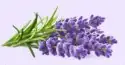 Lavender syrup from Cocktail Haus